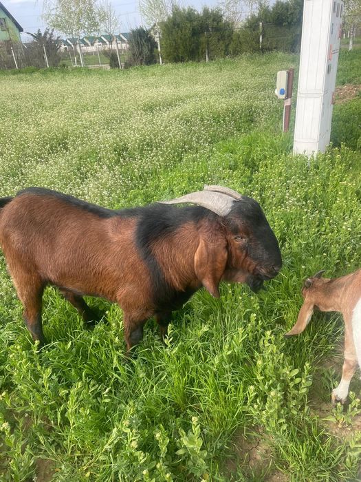 Tap amglonubian ,rasa  pura