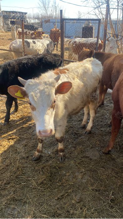 Продаю быков всем 1.5