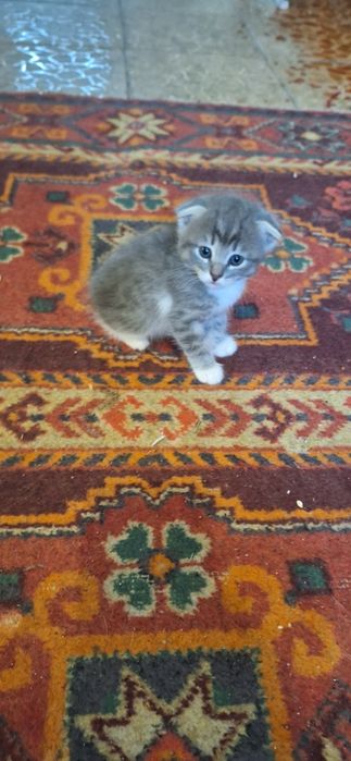 Котята,добрые,игривые и спокойные.
