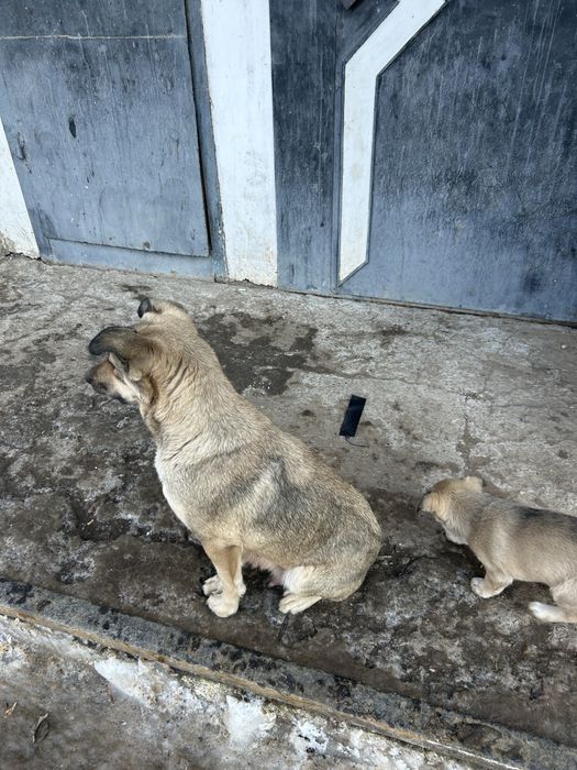 Щенки дворняшки даром