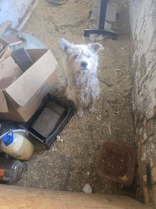 Собака в добрые и надежные руки.