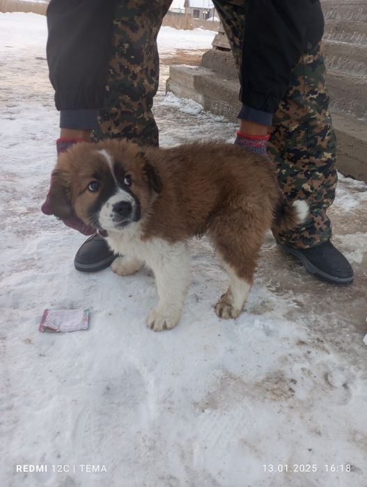 Кавказская овчарка