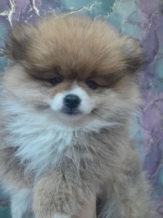 Продам щенка шпица