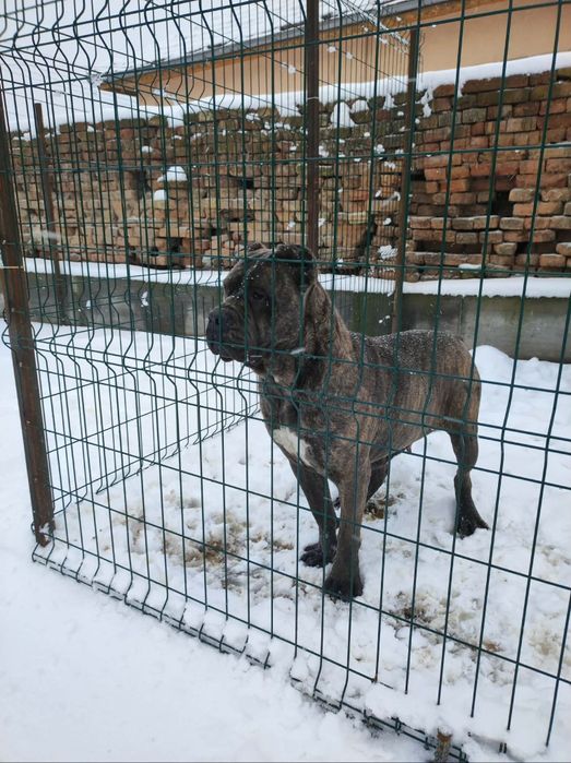 Кане Корсо  Puppy