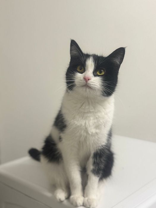 Кошечка Муся!Красавица!