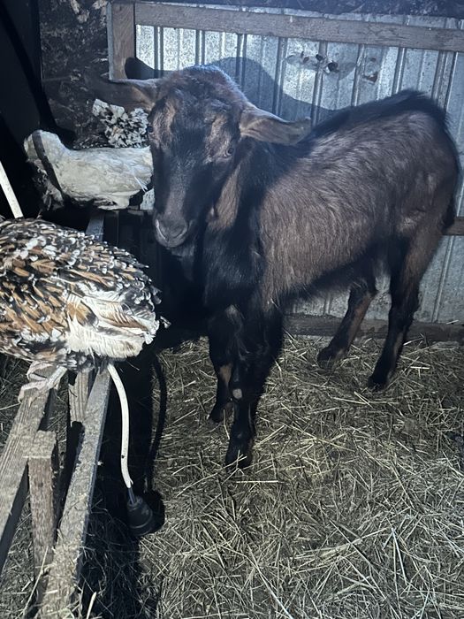 Se oferă spre vânzare țap din rasa Alpină Franceză.