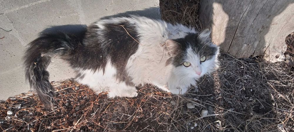 Ласковый кот ищет Дом