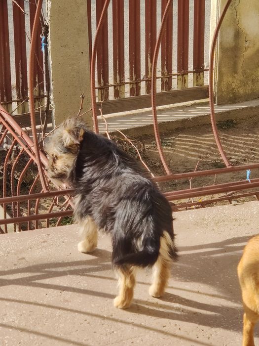 Donez 3 cățelușe – cipate, vaccinate, foarte jucăușe