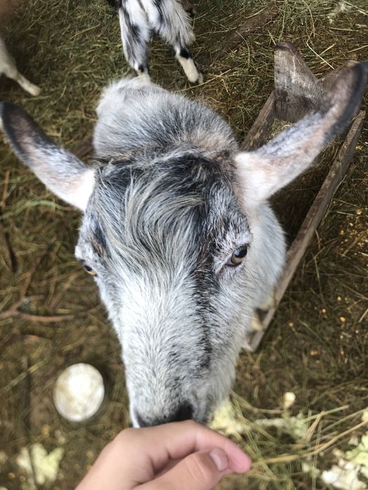 Козлы на случку