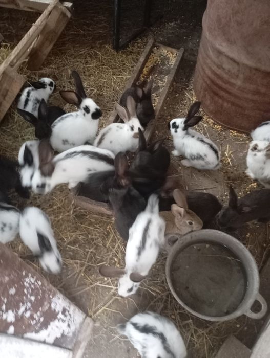 Vând iepuri  !! Preț : 50 de lei bucata