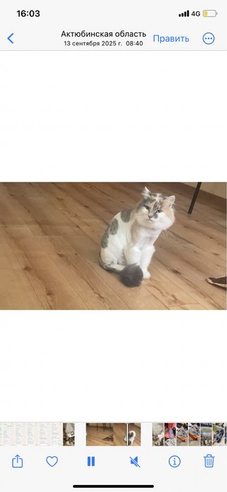 Отдам в добрые руки кошку