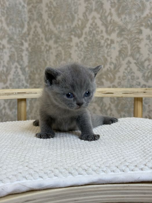 Britanskimedvejonki prodayotsa