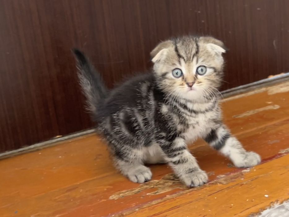 Продам котят мальчиков