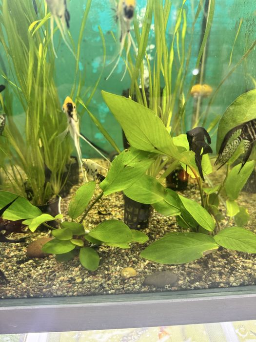 Аквариумное растение Анубиас
