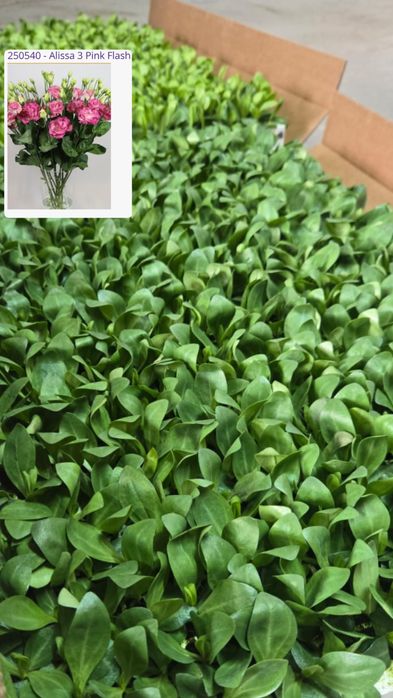 Рассада Эустомы (Лизиантус)