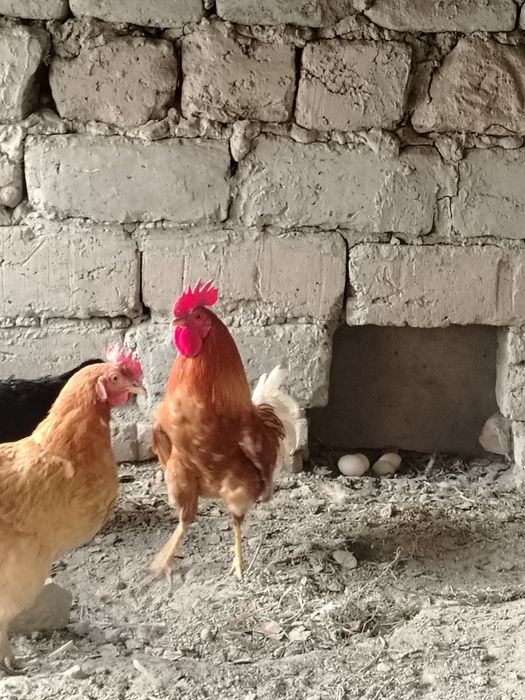 Xuro'z sotildi chiroyli katta 2 ta 350