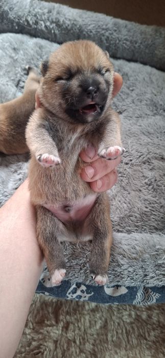 Щенки Сиба-ину Сибаину мальчики