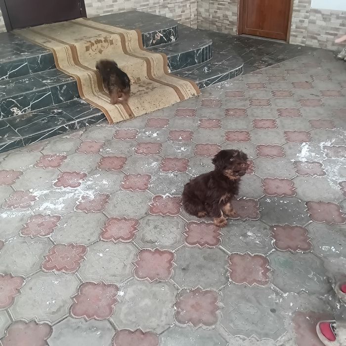 Отдам щенка в хорошие руки