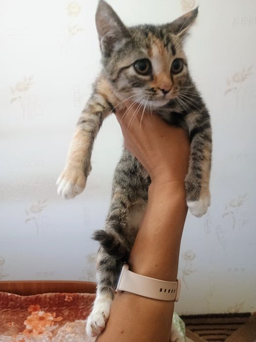 Отдам котенка в добрые руки