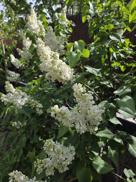 Сирень 400тг ветка