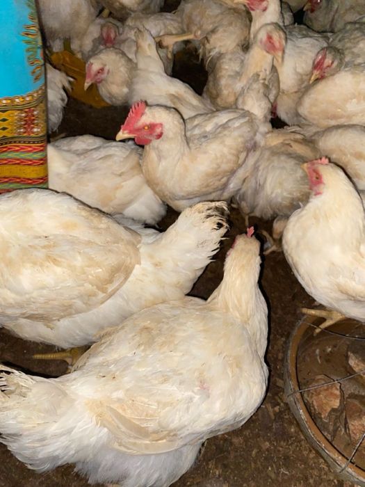 Куры несушки белые | Опт и розница | Яйценоские