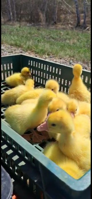 Гусята утята бройлер