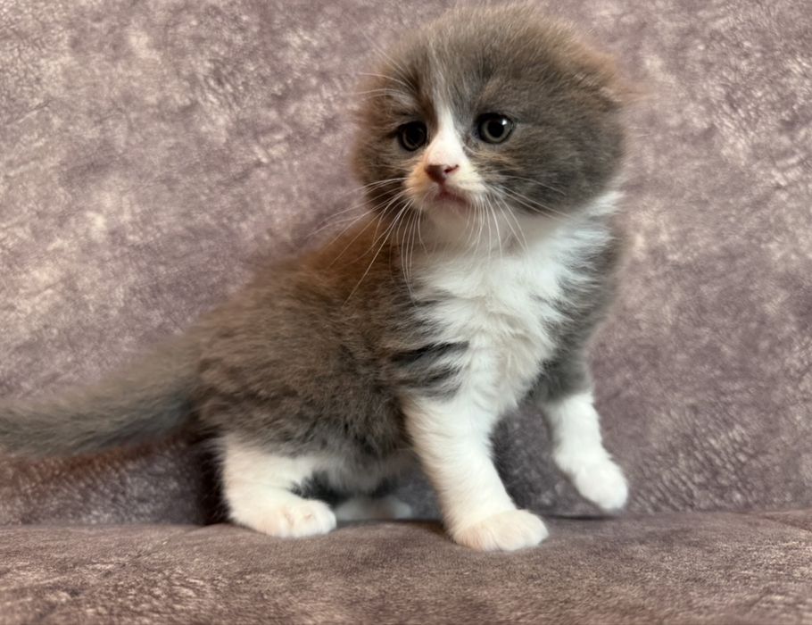 Котята Скоттиш фолд