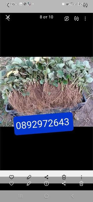 Разсад ягоди и малини