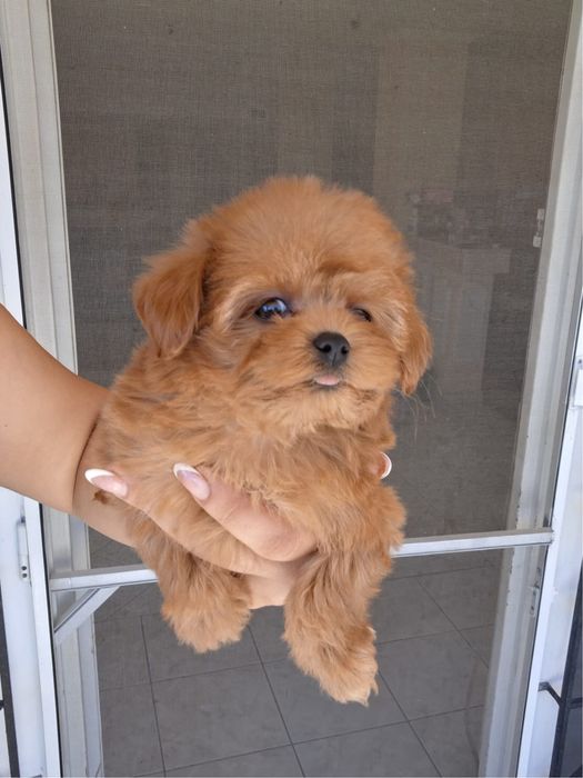 Maltipoo baietel la 3 luni