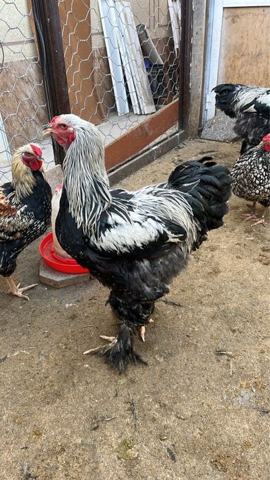 Брама мекен кораз