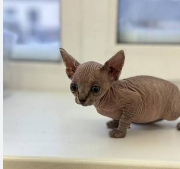 Продам котёнка сфинкса