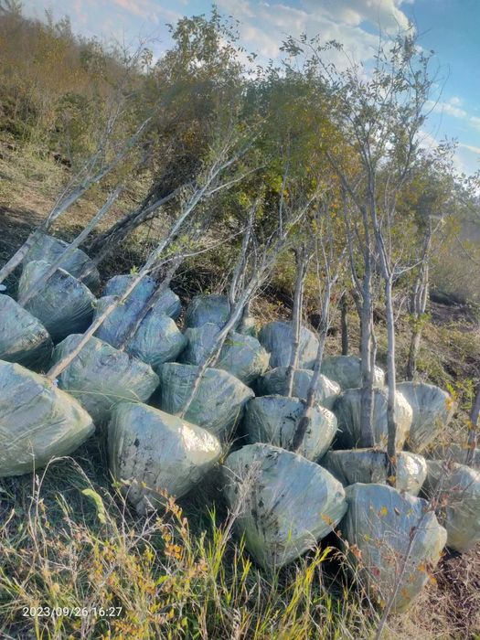 ВЯЗЬ тополь ива ели