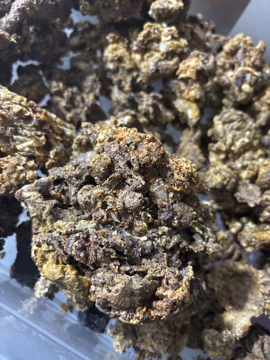 Propolis brut