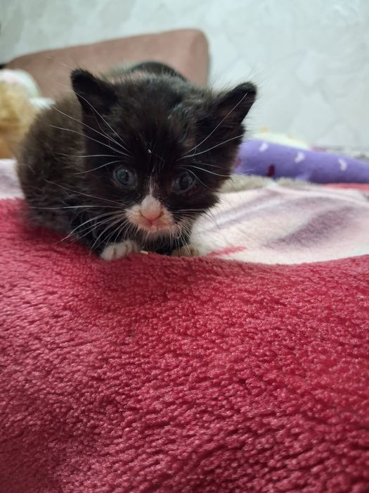 котёнок 3 недели без мамы,отдам даром
