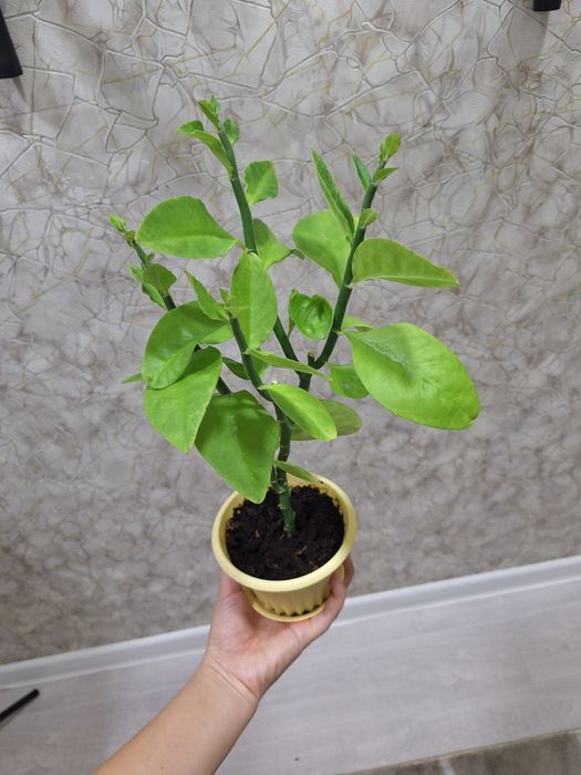 Отростки укорененные