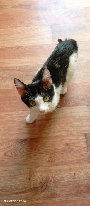 Отдам котят бесплатно.