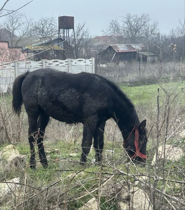 Mânz de vânzare 8 luni