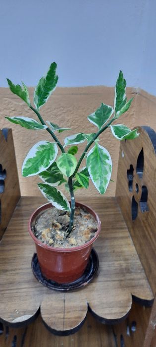 Комнатные растения. Очень красивый цветок.