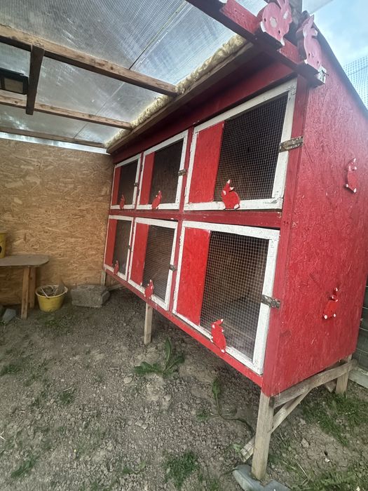 Vand  custi de iepuri