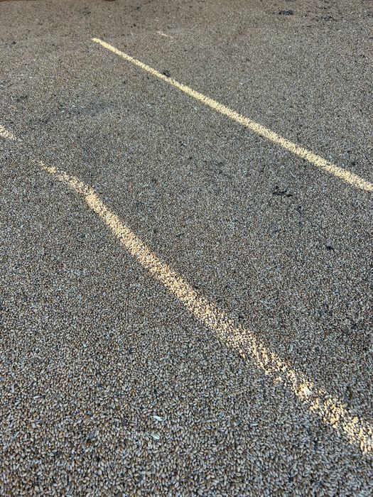 Grâu fără gărgărițe