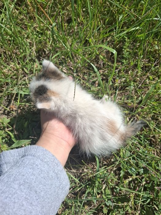 Отдам котят бесплатно