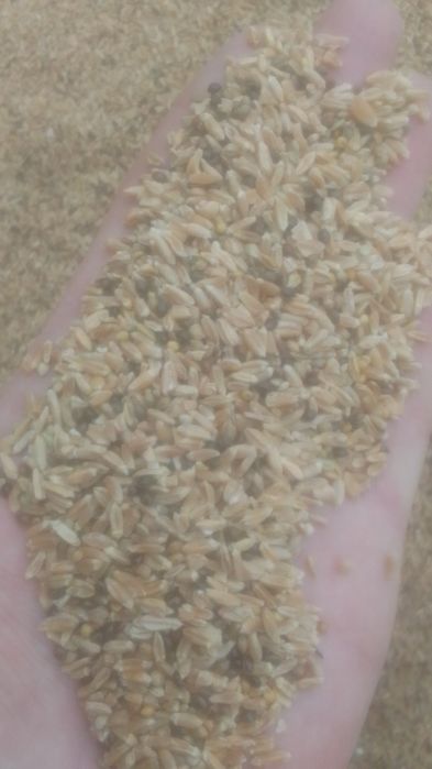 Отходы Зерноотходы Отруби