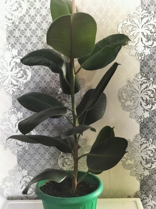Продам Фикусы.большие