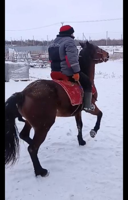 Айғыр-Жеребец 3 лет