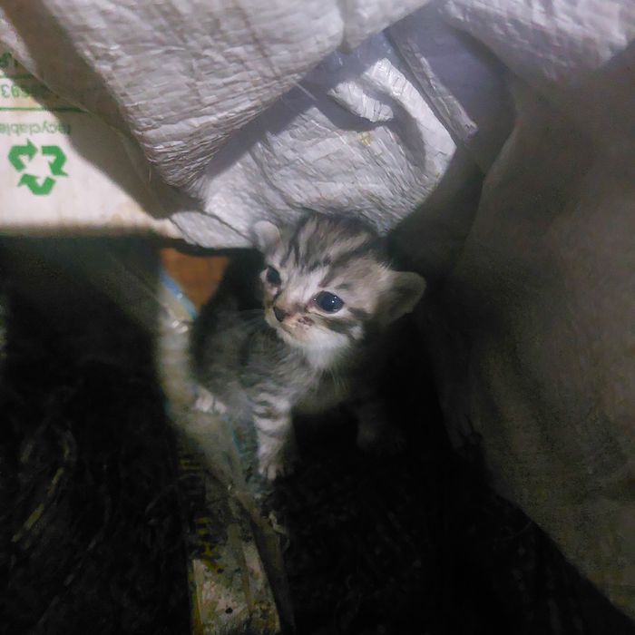 Продам котят маленьких