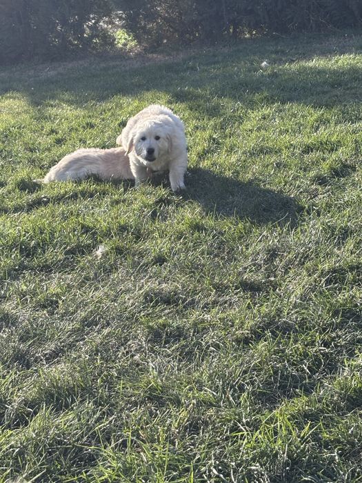 Голдън  Ретривър кученца