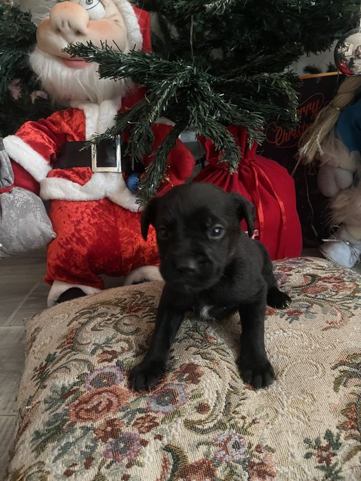 ОТДАЕМ щенков мальчики