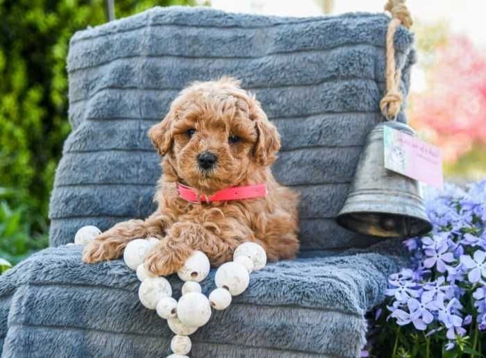 Maltipoo roscat baietel de vanzare foarte frumos/transport