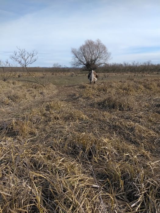 Vând Oi și Carabase și Suffoik și miei și Berbec  și Capre și iezi și
