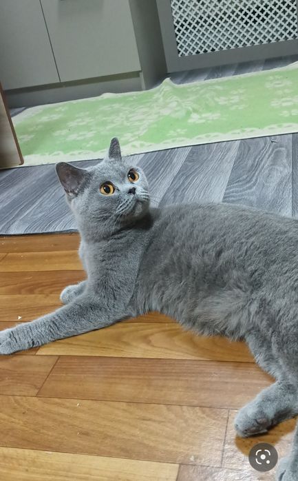 Британская голубая кошка